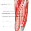 Sartorius, and the four quadriceps muscles; 1
