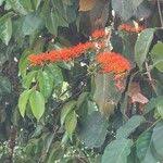 Image result for Combretum paniculatum