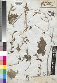 Image result for Corallocarpus epigaeus