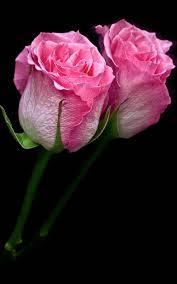 In other to have a smooth experience, it is important to know how to use the apk or apk mod file . Pink Roses Live Wallpaper For Android Apk Download