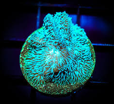 Image result for Pavonia clathrata