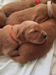 The golden retriever has a great personality and is easy to train, making this one of america's favorite family pets. Akc Dark Red Golden Retriever Puppies Red Golden Retriever Puppy Retriever Puppy Dark Red Golden Retriever Puppy