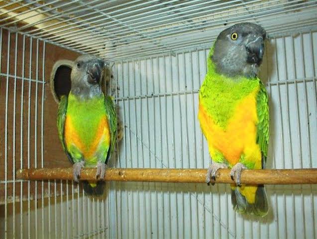 Mga resulta ng larawan para sa Senegal Parrot pair"
