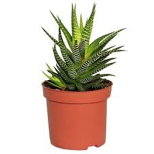 Growing aloe vera at home for natural daily skin care routine & anti aging.also, if you want to use trusted. Zebra Haworthia Haworthia Fasciata And Attenuata