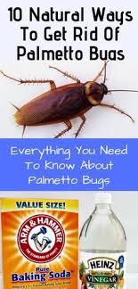 An urban entomology researcher at the university of nebraska. 10 Palmetto Bugs Ideas Palmetto Bugs Palmetto Kill Roaches