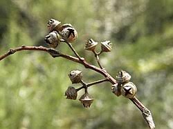 Image result for Eucalyptus camaldulensis