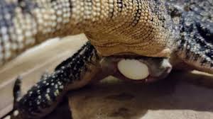 Lizards: Do They Lay Eggs Or Give Live Birth?