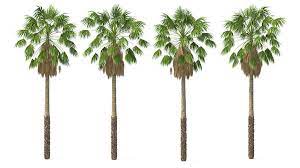 Complete list of all the world's palm tree species arecaceae. Mexikanische Washingtonia Palme 3d Modell Turbosquid 1518921