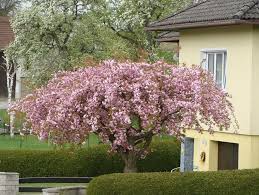Mengkuang berduri pokok hiasan sumber mengkuangberduri.blogspot.com. Landskap Di Hadapan Rumah 75 Idea Inspirasi