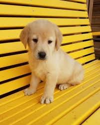 Litter Of 8 Labrador Retriever Puppies For Sale In Arthur Il Adn 31863 On Puppyfinder Com Gender Labrador Retriever Labrador Retriever Puppies Labrador Dog