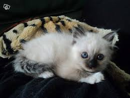 Chaton Type Sacre De Birmanie Non Loof Animaux Yonne Leboncoin Fr Chat Sacre De Birmanie Sacre De Birmanie Animaux