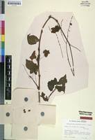 Image result for Fagopyrum snowdenii