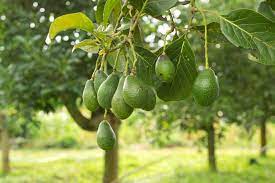 Shop By Category Ebay Growing An Avocado Tree Dwarf Fruit Trees Avocado Plant
