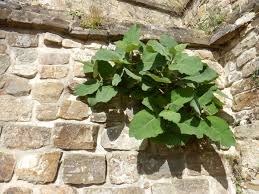 Image result for Wigandia urens