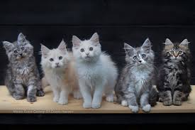 Show me pictures of maine coon kittens. Maine Coon Cattery Of Coons Heaven Home Facebook