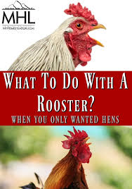 How long do animals live? What To Do With A Rooster When You Only Wanted Hens My Homestead Life
