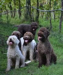 Male lagotto romagnolo puppy for sale. Terra Incognita Lagotto Romagnolo Home Terra Incognita Lagotto Romagnolo