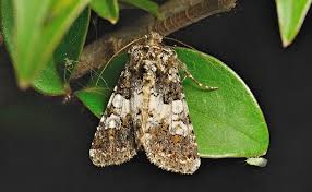 Image result for Hadena compta