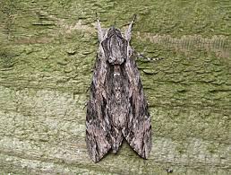 Image result for Convolvulus ocellatus