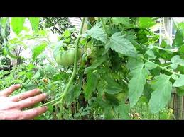 Maybe you would like to learn more about one of these? A Tomato Tour Of 45 Different Varieties Of Tomato Plants With A Table Of Contents Favorites Tips Youtube