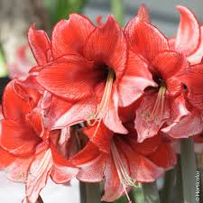 L'amarylli ou plante hippeatrum et une fleur tropicale originaire partie 1 choisir le bon moment de floraison de l'amaryllis. Amaryllis Charisma Bulbes D Interieur Meilland Richardier
