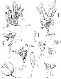 Image result for Multidentia exserta