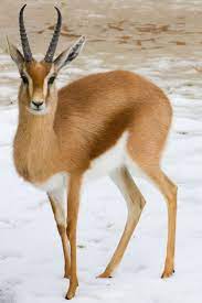 Dorcas Gazelle Desert Animals Animals Animals Beautiful