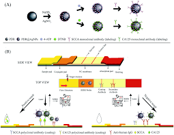 Noun schick test a diphtheria immunity test in which diphtheria toxoid is injected intracutaneously, nonimmunity being indicated by an inflammation at the injection site. The Simultaneous Detection Of The Squamous Cell Carcinoma Antigen And Cancer Antigen 125 In The Cervical Cancer Serum Using Nano Ag Polydopamine Nanospheres In An Sers Based Lateral Flow Immunoassay Rsc Advances Rsc
