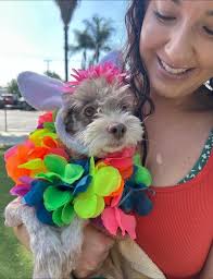 FurFriends Animal Rescue,...