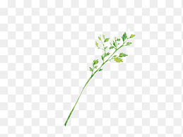Image result for Microchloa