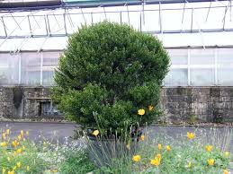 Anlässlich magie der kräuter werden im rahmen von probier mal marburg 2020 zwölf blumenkübel mit kräutern bepflanzt. Myrtus Communis Botanischer Garten Marburg Botanischer Garten Garten Grun