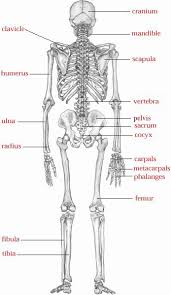 Bones, cells, digestion, animals and more are featured here in our 4th grade science worksheets. Skeletal System