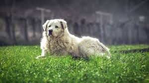 Well suited to a rural/outdoor lifestyle and can live inside or out, with or without livestock/other pets. Maremma Sheepdog Dog Breed Information