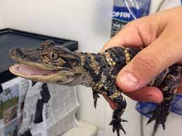 State Stops Nc Baby Alligator Sale Advertised On Craigslist Wfmynews2 Com