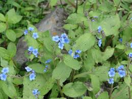 Image result for Cynoglossum coeruleum