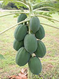 Both male and female plants are required to produce fruit. Male Papaya Flowers Are Disgusting Dokmai Dogma