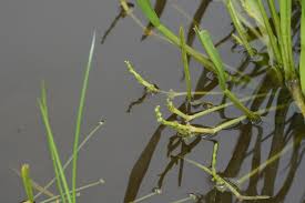 Image result for Wiesneria