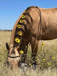 Image result for Light Buckskin 1990 Colt