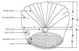Ctenoid scales are present in several other teleost lineages. Scale Characteristics Of Three Lutjanus Species Family Lutjanidae From The Red Sea Egypt Scialert Responsive Version