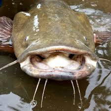 Catfish vary in size from the pygmy corydoras (corydoras hastatus ), about 0.8 in (2 cm) long, to the north american freshwater catfish are found from canada to guatemala. Flathead Catfish Illinois