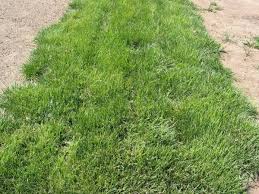 Image result for Koeleria