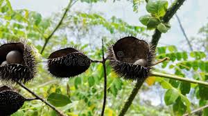 Image result for Guilandina bonduc