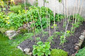 Ich möchte ihn auf jeden fall besuchen. Erdbeeren Und Tomaten Zusammen Pflanzen Vertragen Sie Sich