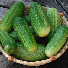 Image result for Cucumis engleri