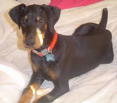 Pictures dog for less, at your doorstep faster than ever! Doberman Pinscher Dog Breed Information And Pictures