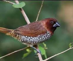 Terdapatnya empat kumpulan burung pipit: Burung Pipit Steemkr