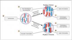 In meiosis a diploid cell (2n) replicates its dna so that it now has four copies of each chromosome. Bio 181 Mastering Biology Chapter 11 Meiosis Flashcards Cram Com