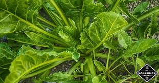Check spelling or type a new query. How Do You Harvest Spinach So It Keeps Growing Gardening Channel