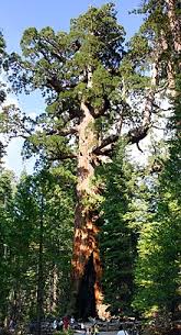 As we climb to the spectacular glacier point for views down into the valley, you'll learn how important presidential visits shaped the future for national parks and hear. Mariposa Grove Wikipedia