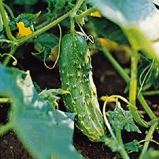 Vegetable Description Types Farming Examples Britannica